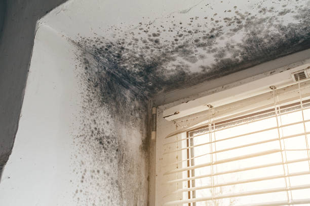 Affordable Mold Removal solutions in East Meadow, NY